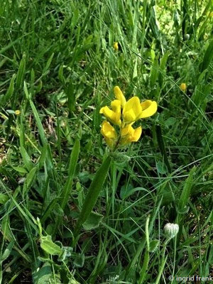 Genista sagittalis / Flügel-Ginster    V-VI