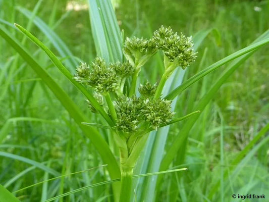 Scirpus sylvaticus / Wald-Simse    V-VII