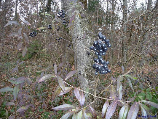 Ligustrum vulgare / Gewöhnlicher Liguster    VI-VII