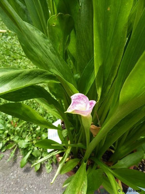 Zantedeschia rehmannii (30.07.2022; Botanischer Garten der Universität Basel)