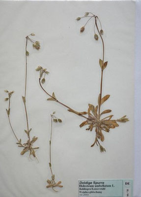 Holosteum umbellatum / Dolden-Spurre    III-V    (Herbarium Dr. Wolf von Thun)