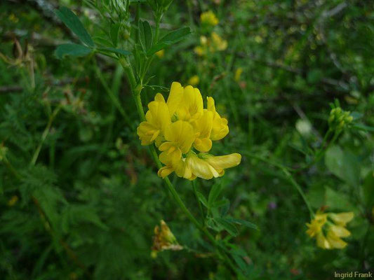 Medicago falcata / Sichel-Luzerne    VI-IX