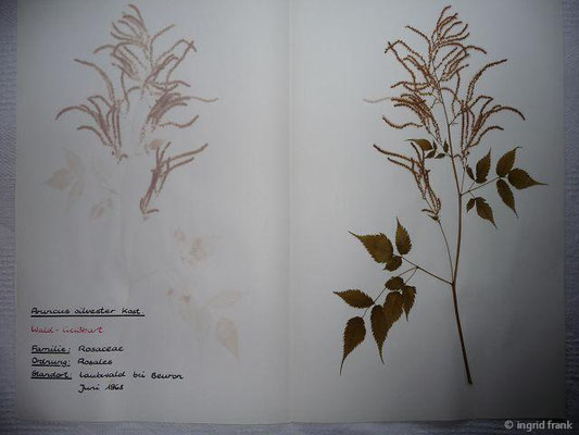 Aruncus dioicus / Wald-Geißbart   (06/ 1968; Laubwald bei Beuron)