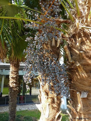 Trachycarpus fortunei / Hanfpalme (15.04.2019; Kurpark Bad Krozingen)