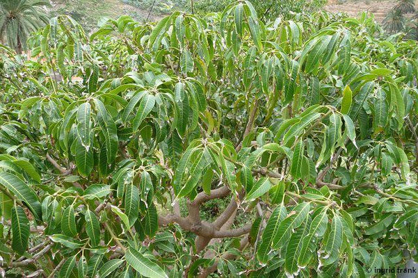 Mangifera indica / Mangobaum