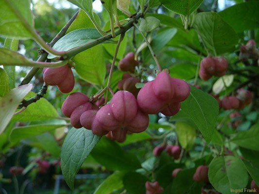 01.08.2011-Euonymus europaeus - Europäisches Pfaffenhütchen