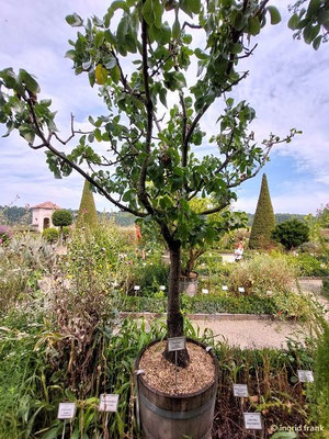 Pistacia vera / Echte Pistazie  (14.08.2024; Eichstätt, Willibaldsburg, Bastionsgarten)