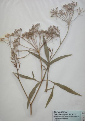 Falcaria vulgaris / Gewöhnliche Sichelmöhre    VII-IX    (Herbarium Dr. Wolf von Thun)