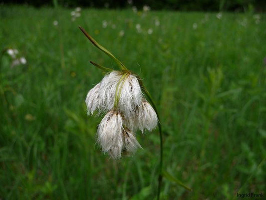 Eriophorum latifolium - Breitblättriges Wollgras