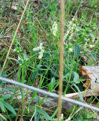 Stachys recta / Aufrechter Ziest    (15.08.2023; NSG Sandhausener Düne; Pferdstrieb)