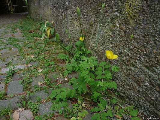 Meconopsis cambrica (48 Arten)