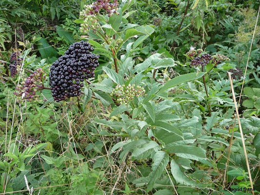 Sambucus ebulus / Zwerg-Holunder, Attich