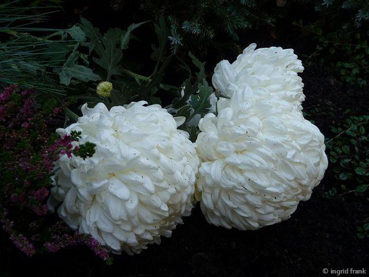 Chrysanthemum indicum hortensis -  Gärtner-Chrysantheme