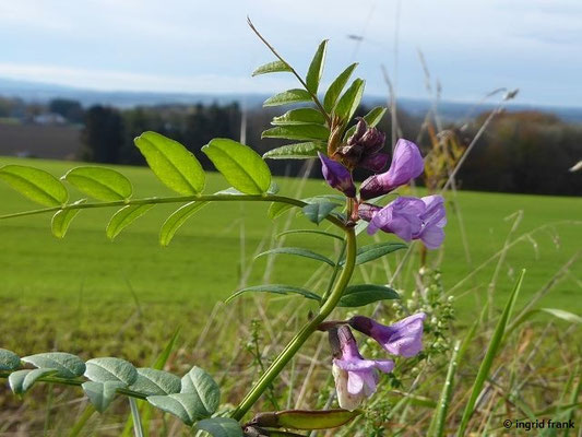 Vicia sepium / Zaun-Wicke