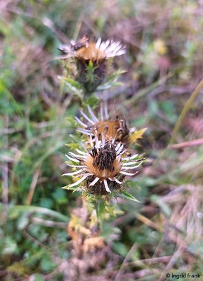 Carlina vulgaris / Golddistel   (24.09.2023; Weingarten, Panzerbuckel, am Rand des Bodenseebeckens)