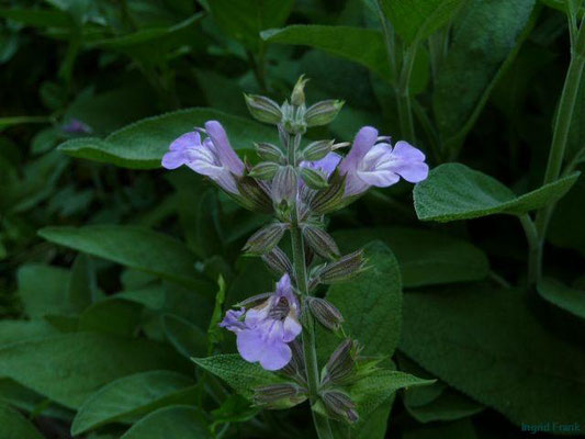Salvia officinalis / Echter Salbei    V-VII
