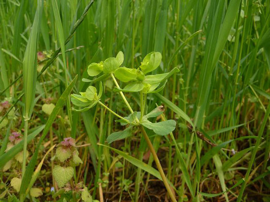 Euphorbia helioscopia / Sonnenwend-Wolfsmilch