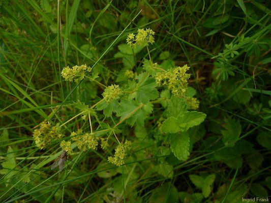 Alchemilla xanthochlora / Gelbgrüner Frauenmantel