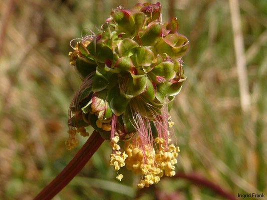 Sanguisorba minor / Kleiner Wiesenknopf, Kleine Bibernelle    V-VIII