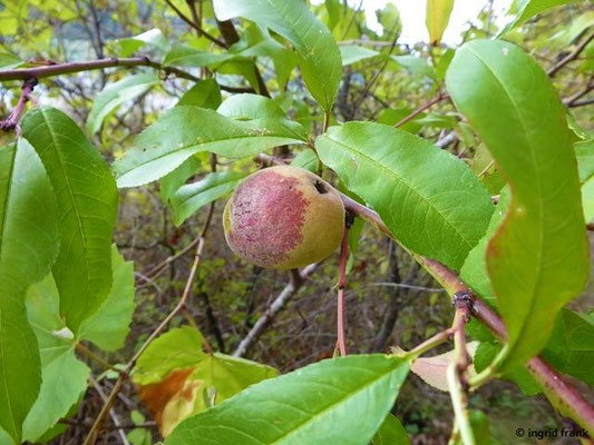 Prunus persica / Pfirsichbaum