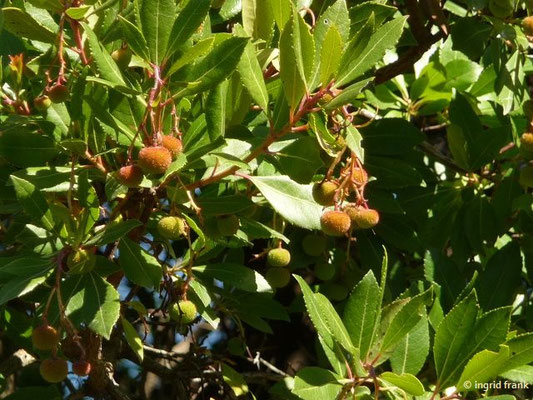 Arbutus unedo / Westlicher Erdbeerbaum    (27.04.2016; Italien, Insel Elba)