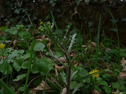 Senecio vulgaris / Gewöhnliches Greikraut