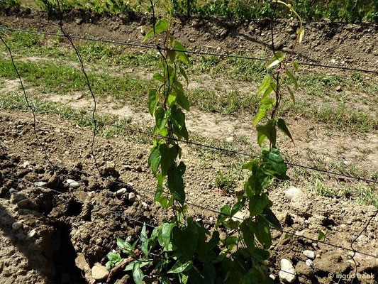 Anbau von Dioscorea batatas - "Lichtyam" auf dem Andreashof, Überlingen  