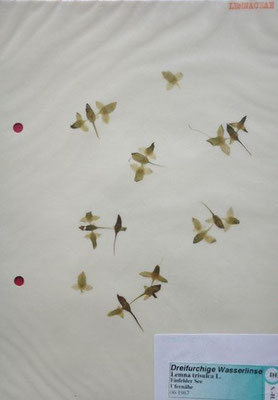 Lemna trisulca / Untergetauchte Wasserlinse, Dreifurchige Wasserlinse    VI-VII     (Herbarium Dr. Wolf von Thun)
