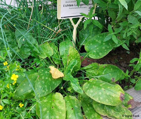 Pulmonaria officinalis / Echtes Lungenkraut
