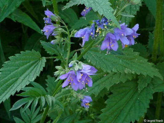 Polemonium caeruleum / Blaue Himmelsleiter