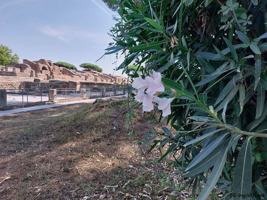 Nerium oleander / Oleander   (28.08.2024; Italien, Ostia Antica)