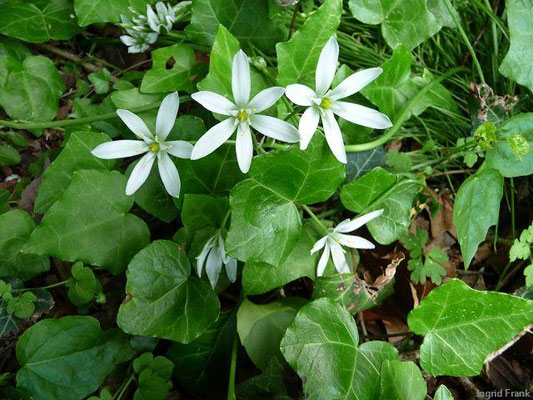Ornithogalum angustifolium / Schmalblättriger Milchstern    IV-V