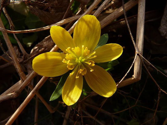 Eranthis hyemalis / Winterling