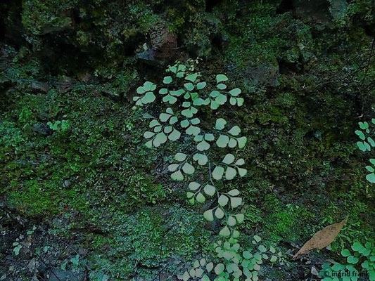 Adiantum capillus-veneris / Frauenhaarfarn
