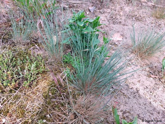 Koeleria glauca / Blaugrünes Schillergras  