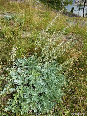 Artemisia absinthium / Wermut    VII-IX