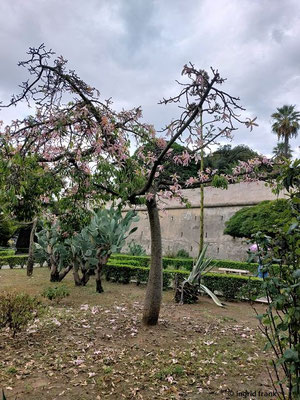 Ceiba speciosa / Florettseidenbaum  (02.10.2025; Sizilien, Palermo)