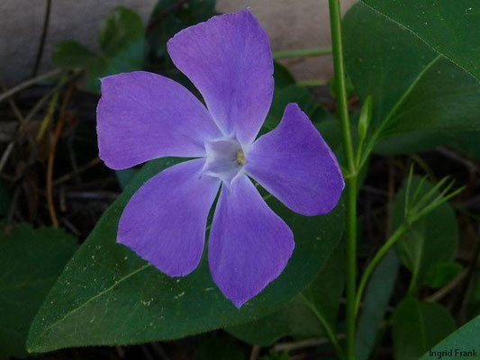 Vinca major / Großes Immergrün    IV-IX