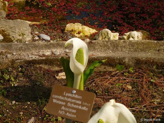 Lysichiton chamtschatcensis / Weiße Scheinkalla 27.03.2014 - Botanischer Garten der Universität Basel)      (27.03.2014 - Botanischer Garten der Universität Basel) (