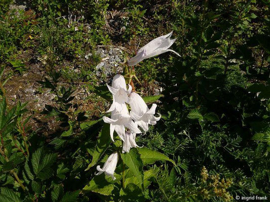 Campanula latifolia / Breitblättrige Glockenblume