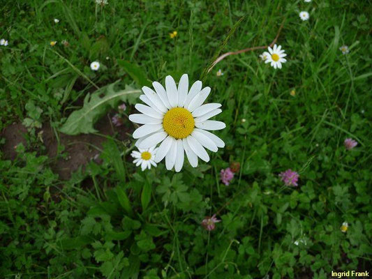 Platz 34: Artengruppe Wiesen-Margerite /Leucanthemum vulgare agg.    (nachgewiesen in 1115 der 1161 Kartierquadranten)