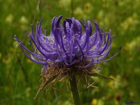 Phyteuma orbiculare / Kopfige Teufelskralle    V-VIII