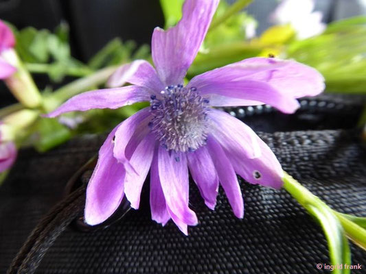 Anemone hortensis / Stern-Anemone