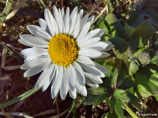 03.03.2024, Weingarten, Ackerrand: Bellis perennis / Ausdauerndes Gänseblümchen