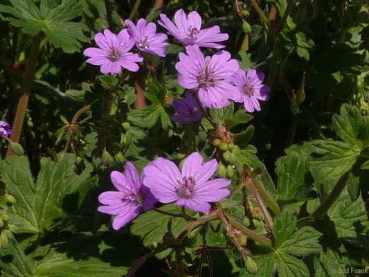 Geranium pyrenaicum / Pyrenäen-Storchschnabel    V-X