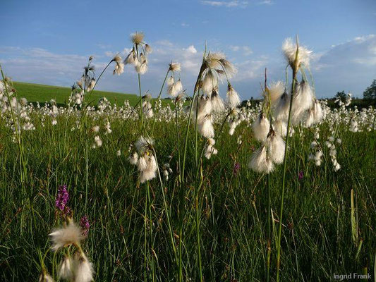 Eriophorum spec. (20 Arten)