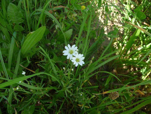 Cerastium arvenses / Acker-Hornkraut    (29.05.2011; Esenhausen)