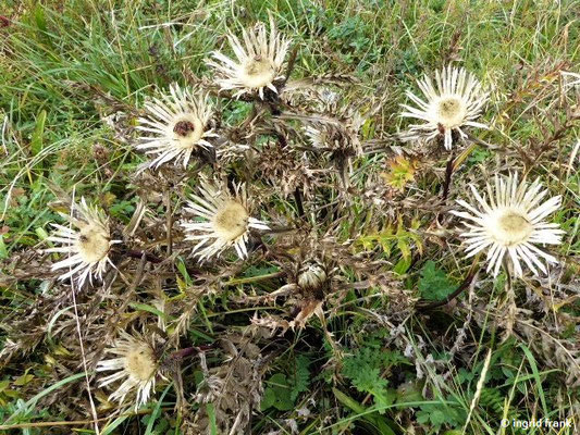 Carlina acaulis - Silberdistel