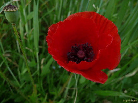 Papaver spec. (80 Arten)