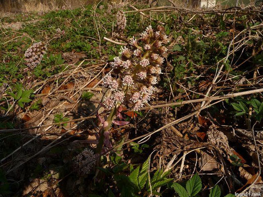 Petasites spec. (20 Arten)